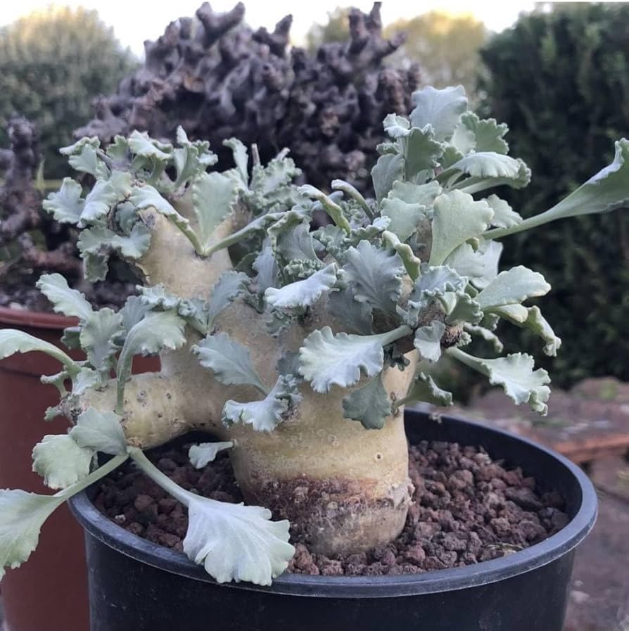 Amazon.co.jp: NO.1 Pelargonium klinghardtense クリンガルドテンセ