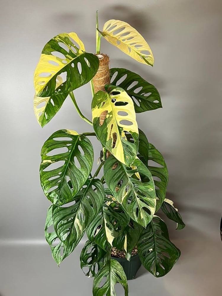 Amazon.co.jp: マドカズラ 斑入り Monstera adansonii 抜き苗発送