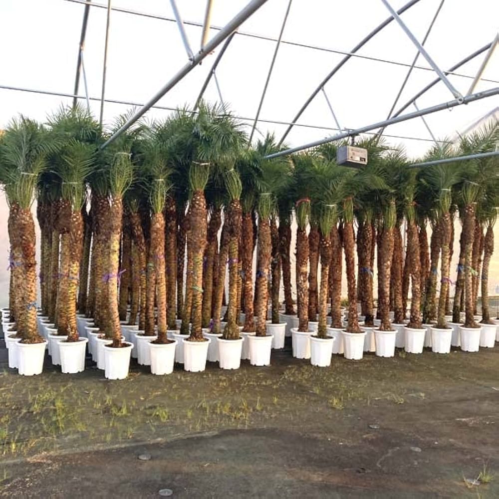 Amazon｜ロベヤシ フェニックス・ロベレニー ヤシ ヤシの木 パーム