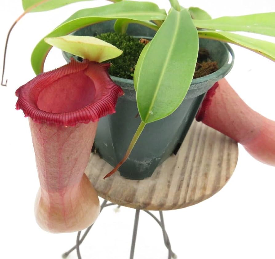 Amazon.co.jp: N.ventricosa Quezon,Luzon 201902 YFK2 3号現品限り