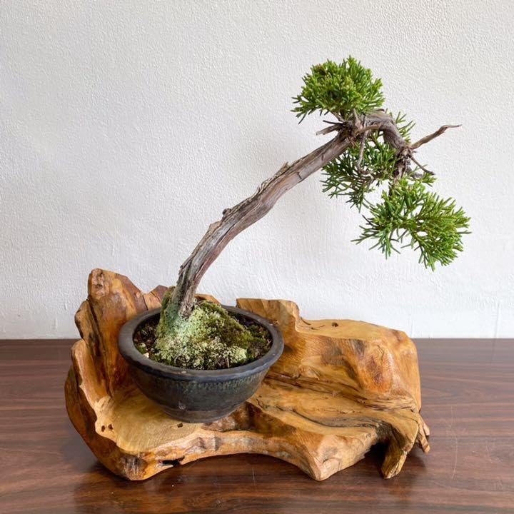 Amazon.co.jp: 花台 盆栽台 流木インテリア 生け花 569 : おもちゃ