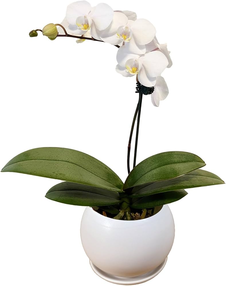 Amazon｜l'arbre blanc マイクロ 胡蝶蘭 観葉植物 ミニ ギフト 白鉢