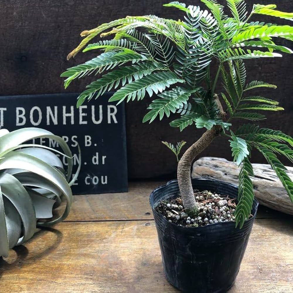 Amazon.co.jp: 曲がり木 エバーフレッシュ 観葉植物 インテリア : DIY