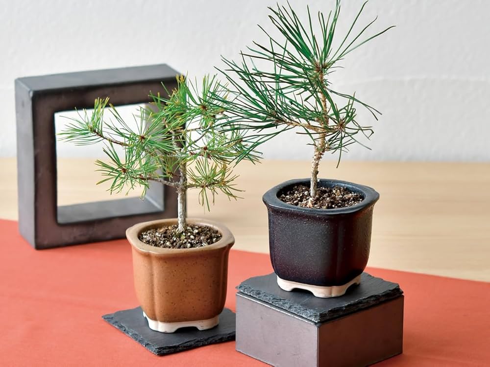 Amazon｜聖新陶芸 The BONSAI 栽培セット 黒松 サイズ：約W8.5 D8.5 H7