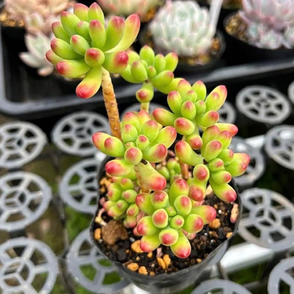 Amazon｜多肉植物No.525 ルビーティント 自然群生 9センチポット