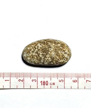 Amazon.co.jp: 青森県産 錦石 ポツポツ結晶 球顆流紋岩 個性派 原石