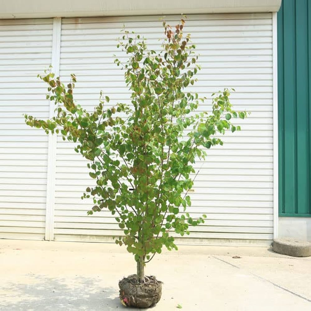Amazon | 庭木：カツラの木 桂の木 株立ち* 樹高：約140-150cm 佐川