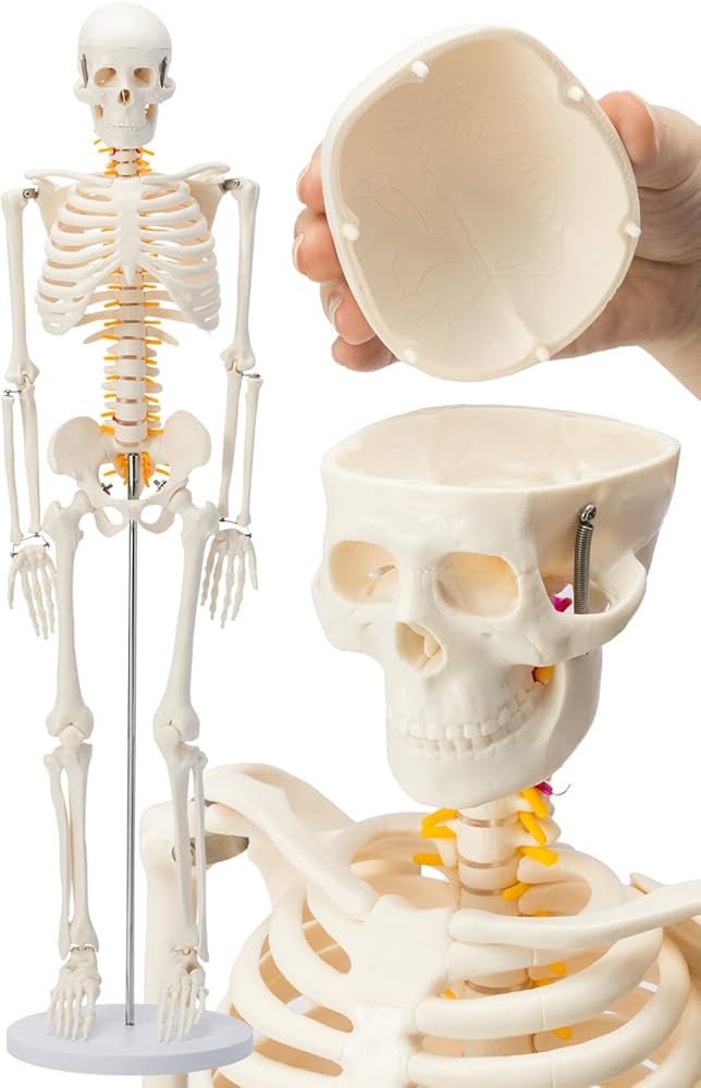 Amazon.co.jp: 【国際規格認証品】ミニ 人体模型 85cm 神経根有り 全身