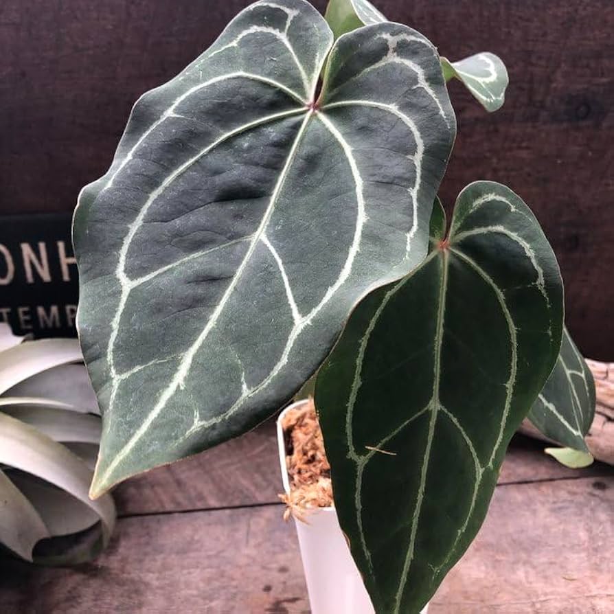 Amazon.co.jp: アンスリウム レッドクリスタリナムAnthurium 'Red