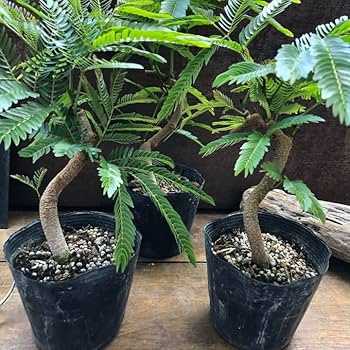 Amazon.co.jp: 曲がり木 エバーフレッシュ 観葉植物 インテリア : DIY