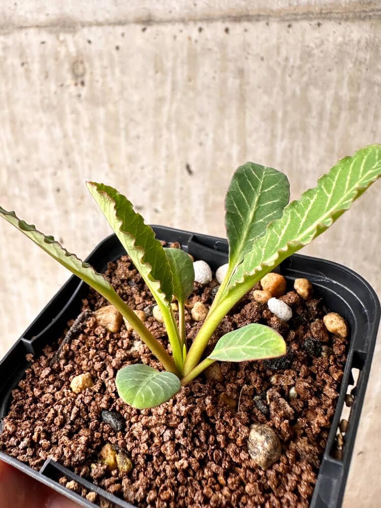 Amazon｜【現品限り】ユーフォルビア・フィッシュボーン