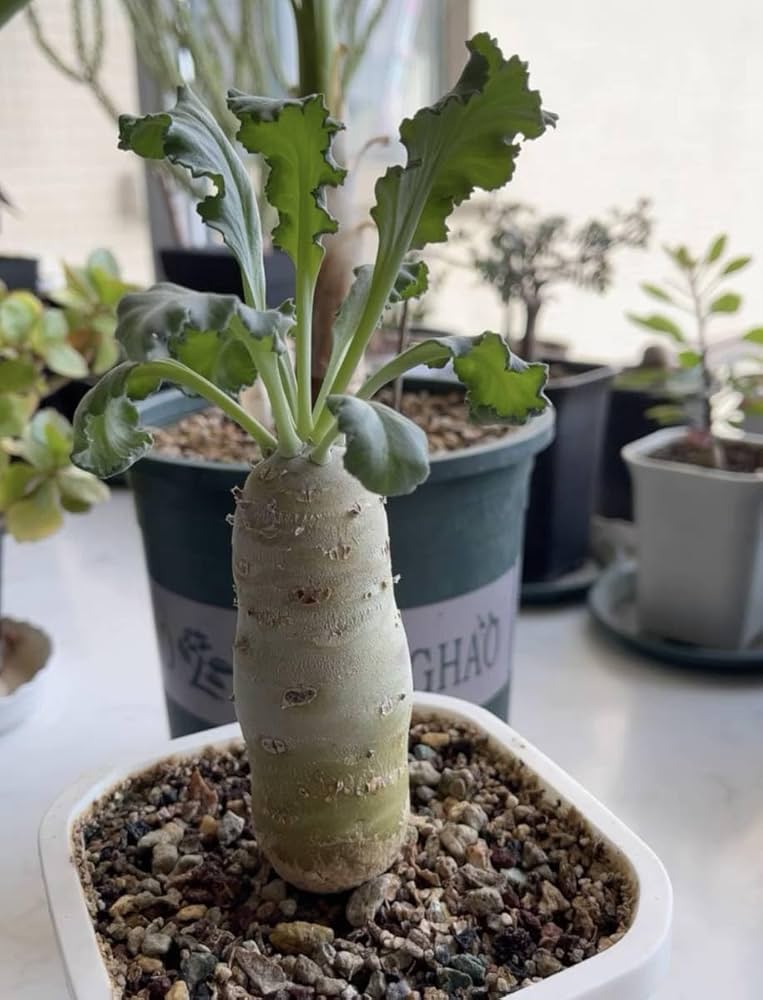 Amazon.co.jp: NO.1 klinghardtense クリンガルドテンセ 実生苗 多肉