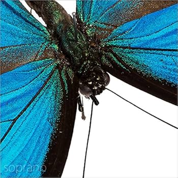 Amazon.co.jp: 蝶の標本 オオルリアゲハ P.ulysses アゲハチョウ