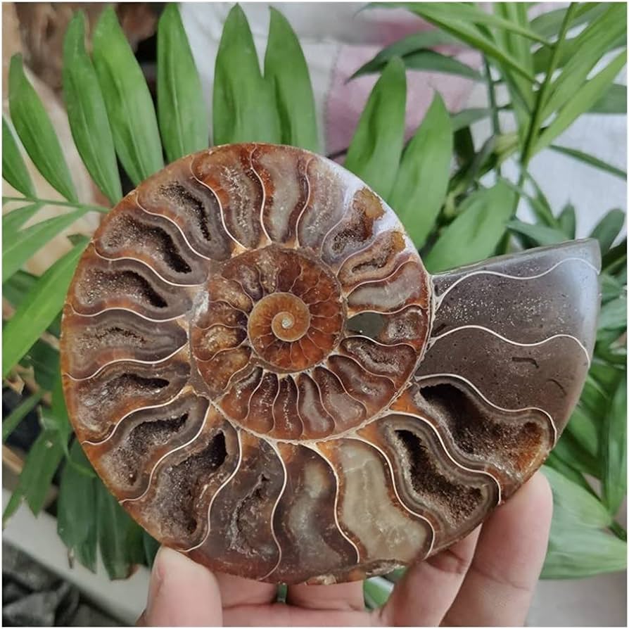 Amazon.co.jp: 天然水晶の原石 瞑想用 巨大 200-240g 天然アンモナイト