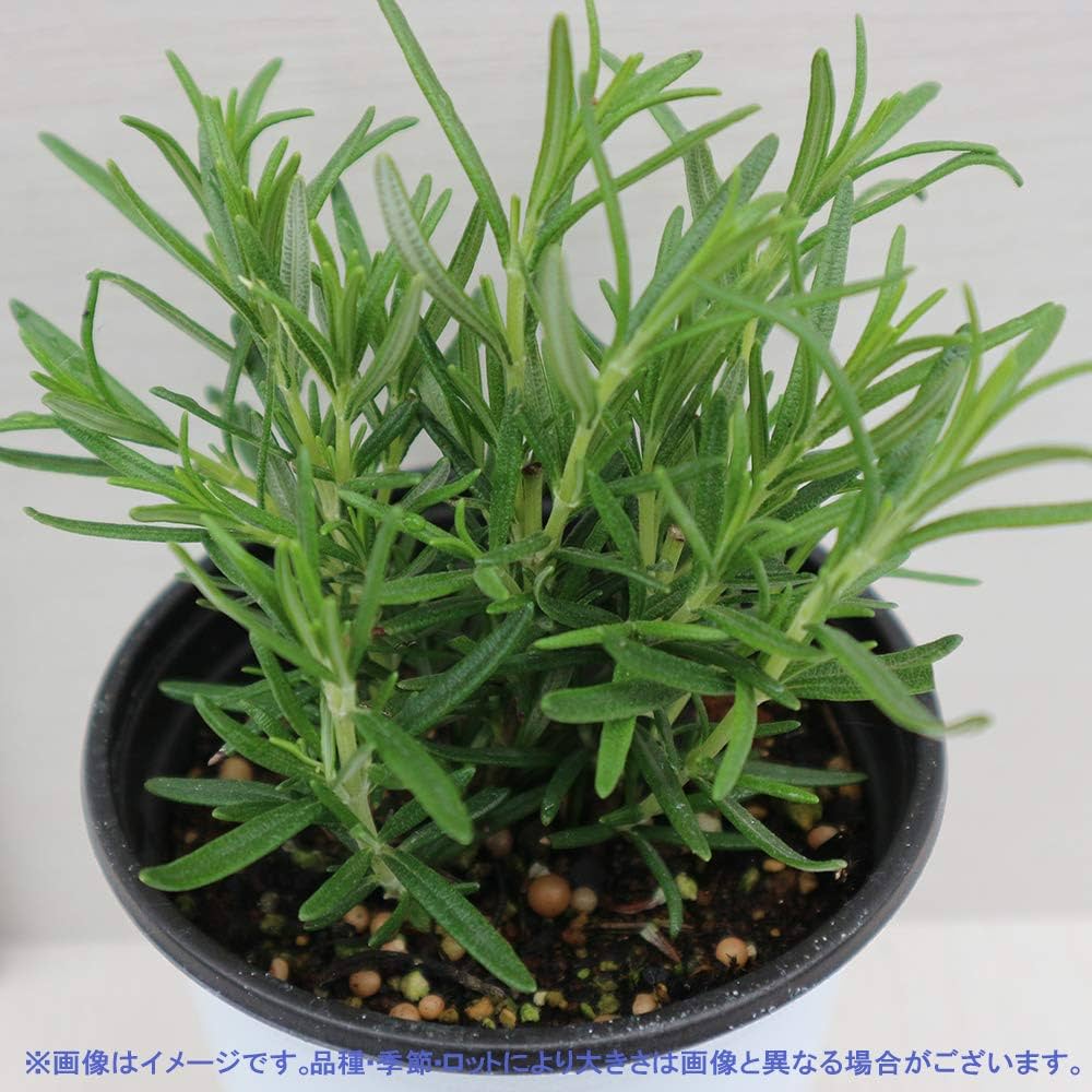 Amazon.co.jp: ITANSE ハーブ苗 ローズマリー アブラクサス 2個