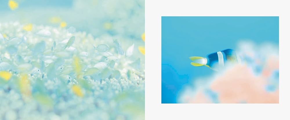 彩りの海 | 鍵井靖章 |本 | 通販 | Amazon