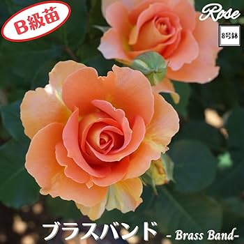 61FlhT3QrDL._AC_UF350,