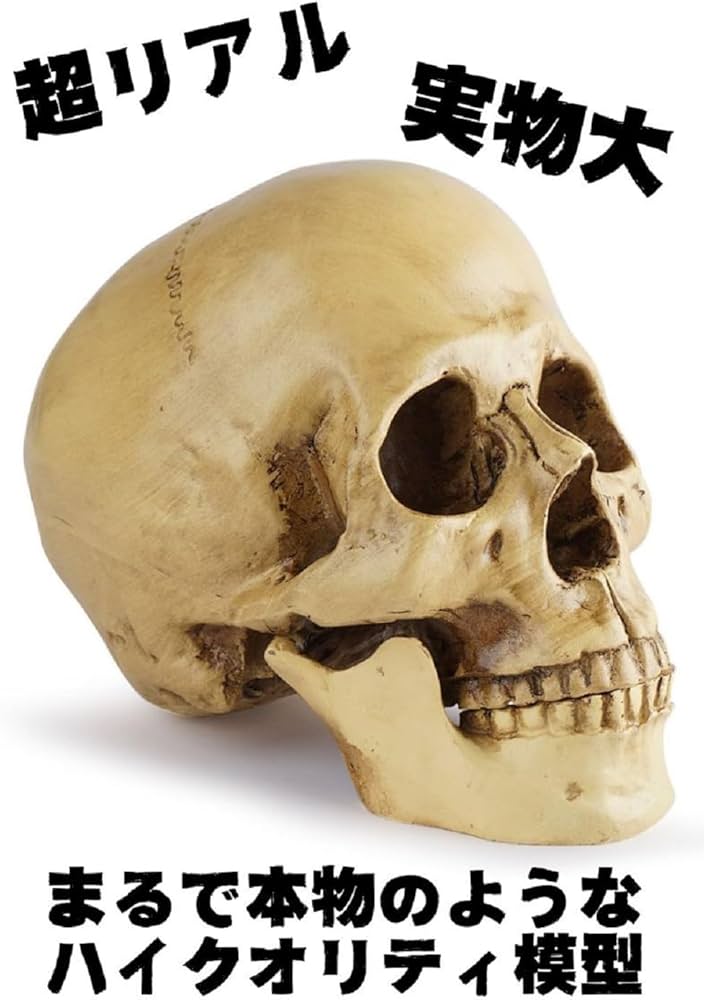 Amazon.co.jp: 頭蓋骨 1/1 実物大 模型 スカル ドクロ ガイコツ