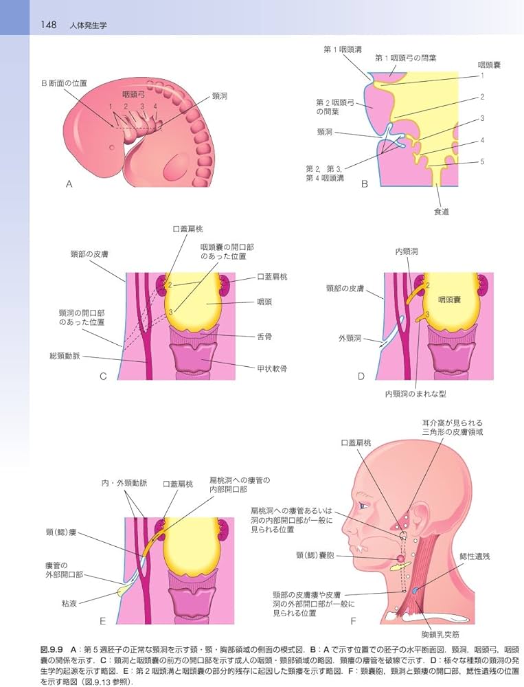 ムーア人体発生学 原著第11版 | K.L.Moore, 大谷 浩, 小川 典子, 松本