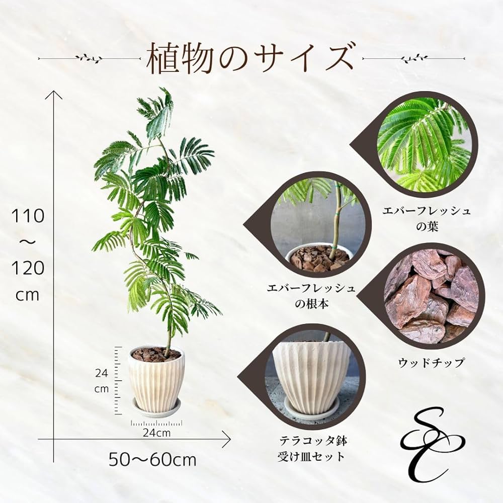 Amazon｜SUZUHA 観葉植物 本物 曲がり仕立て エバーフレッシュ 8号
