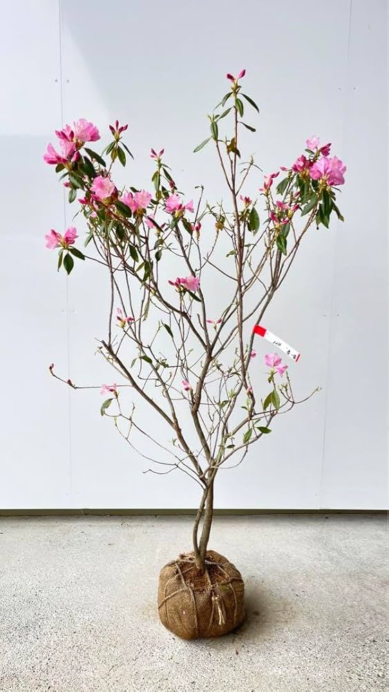 Amazon.co.jp: 極上 良形 ハルイチバンツツジ 春一番ツツジ 124 樹高