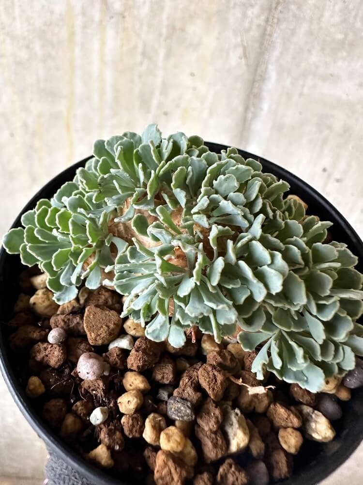 サルコカウロン ペニクリナム ユーフォルビオイデス カカリオイデス 3