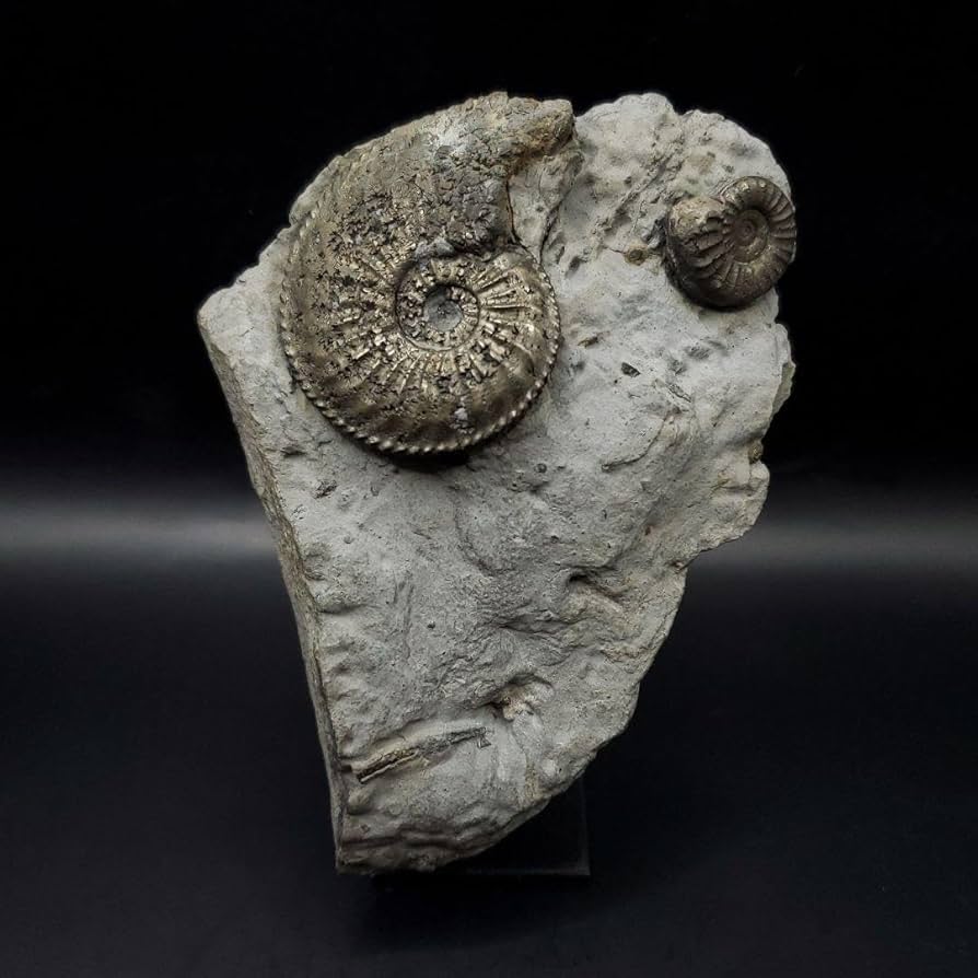 Amazon.co.jp: 母岩付き パイライト アンモナイト 化石 本物 129.14mm