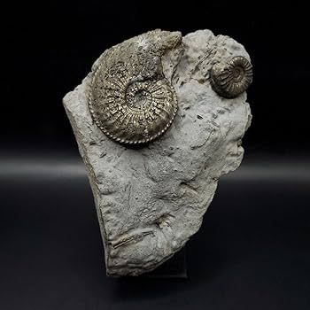 Amazon.co.jp: 母岩付き パイライト アンモナイト 化石 本物 129.14mm