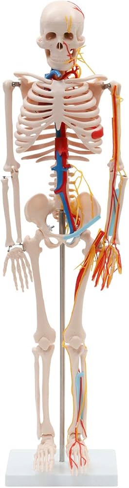 Amazon.co.jp: ＜ 7ウェルネ ＞ 全身骨格模型 (主要動脈・静脈・神経付
