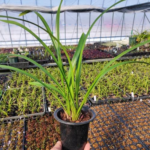 Amazon.co.jp: 蘭 キンリョウヘン（金稜辺）原種 赤花 花芽付き2芽