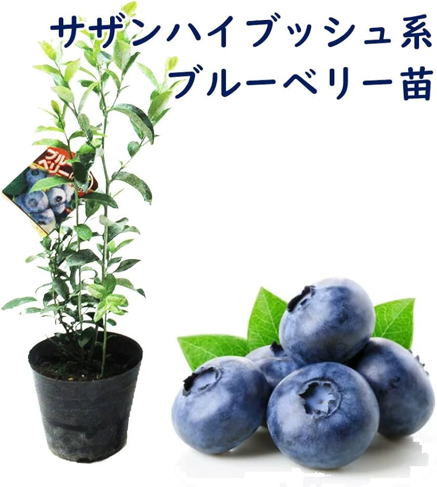 61JWLI6NFeL._AC_UF1000,