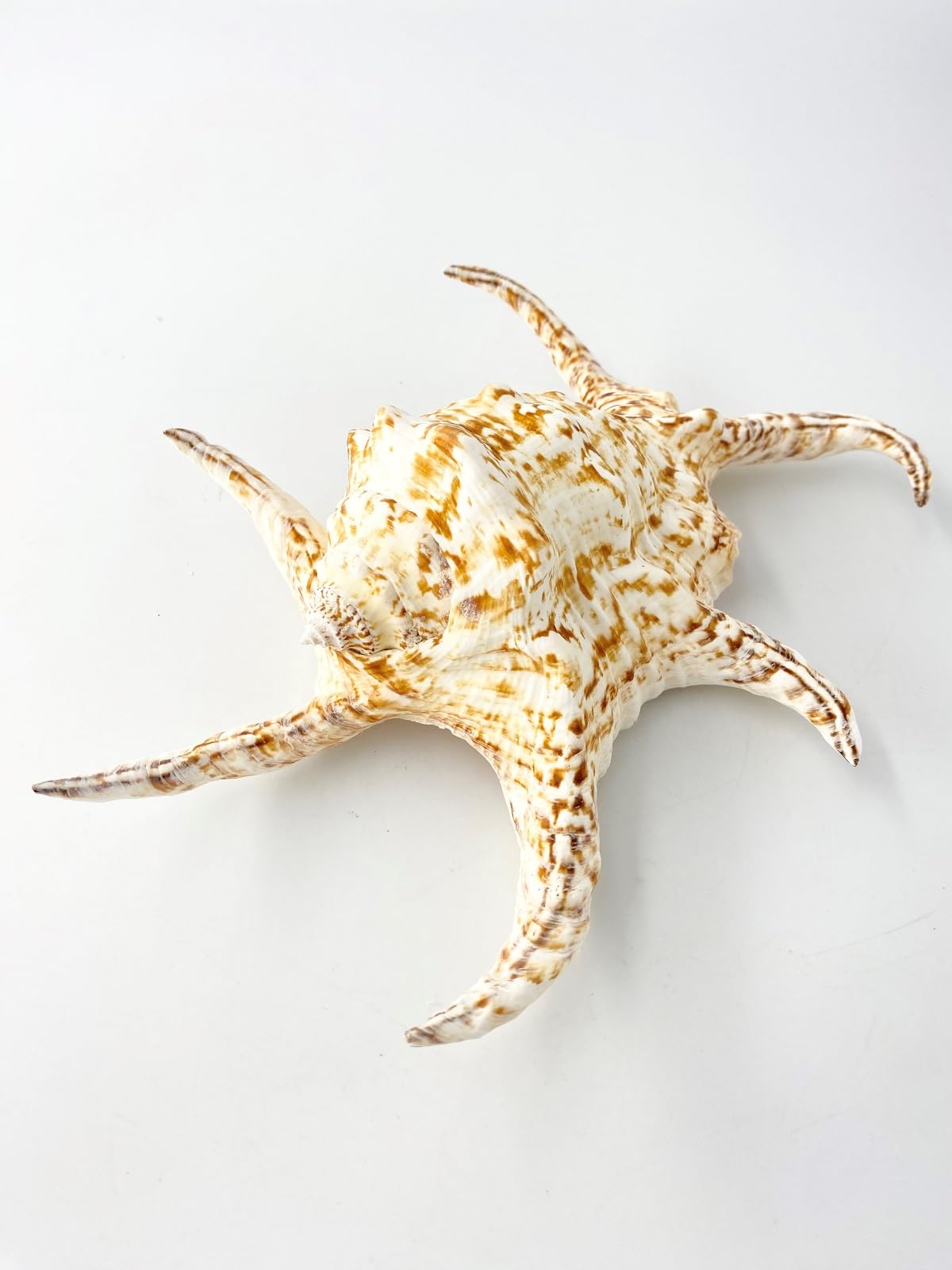 Amazon | 【貝殻の問屋さん】スイジガイ (水字貝) 特大【22cm前後/1