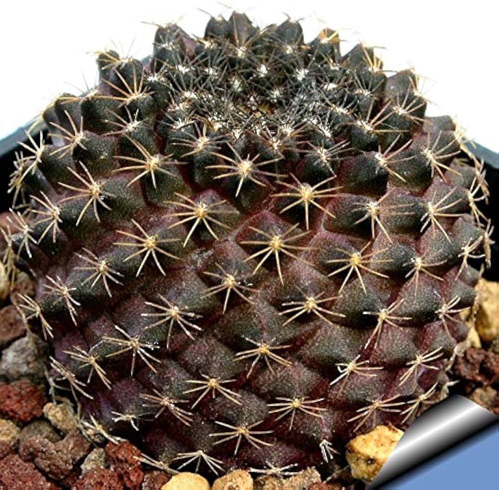 Amazon.co.jp: 【種子】Copiapoa Tenuissima ◇コピアポア・テヌイシマ