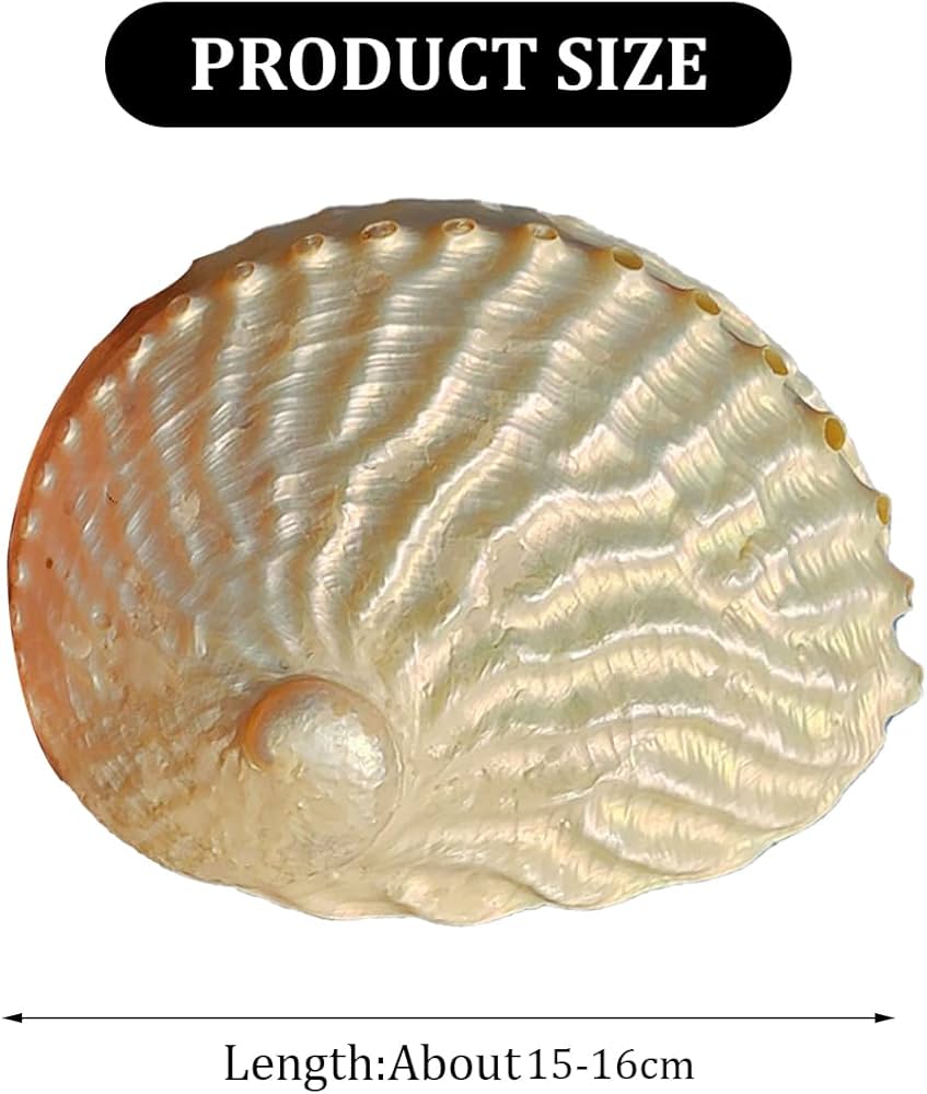 Amazon.co.jp: 天然貝殻、海洋サザエ、 大きな天然アワビ貝殻 15～16cm