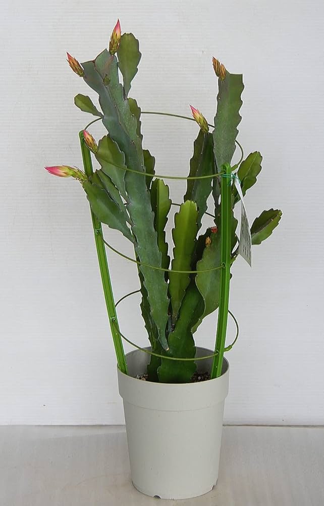 Amazon.co.jp: クジャクサボテン 紫勲/しくん（5号）孔雀サボテン