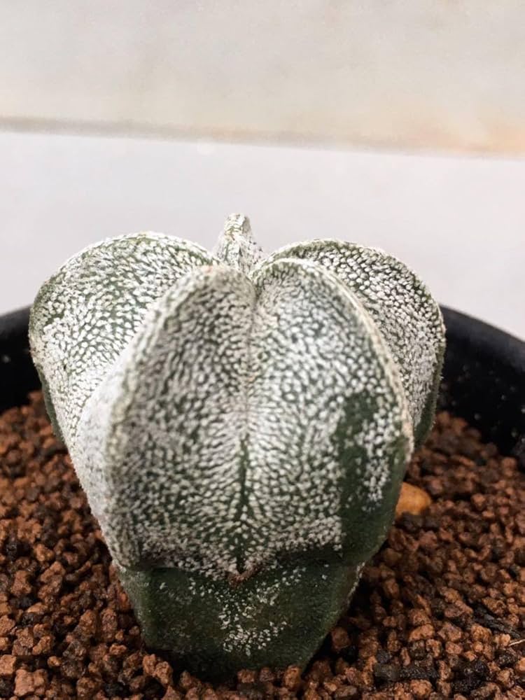 Amazon.co.jp: Astrophytum coahuilense アストロフィツム 白ランポー
