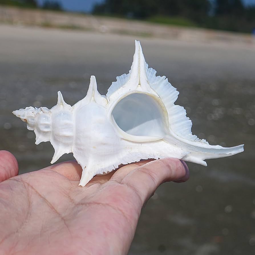 Amazon.co.jp: 11 to 12cm,大きな天然の珍しい貝殻、巨大な海の巻貝 4