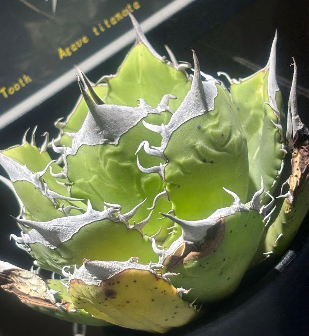 発根済】アガベ オアハカ オテロイ 現地球 絶品鋸歯 超希少株・うねり 発根