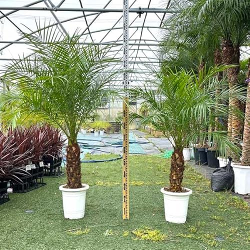 ドライガーデン 植物」の人気商品一覧 | 安い商品を通販サイトから探す