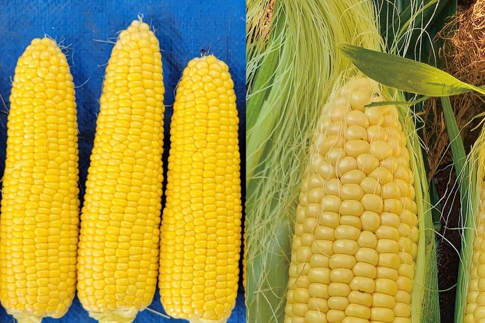 Amazon.co.jp: 野菜種子【トキタ交配 ミルキーシュガー85