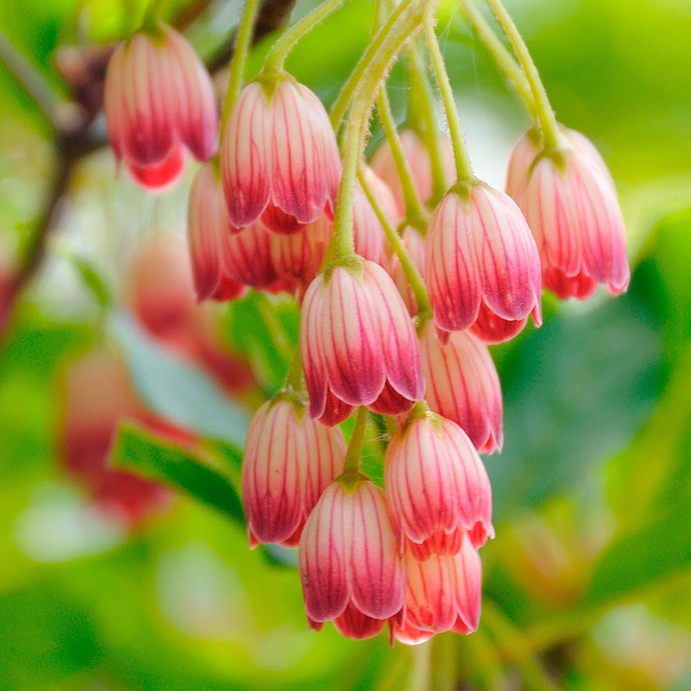 Amazon.co.jp: ドウダンツツジ 口紅サラサ 5号 1個売り【品種で選べる