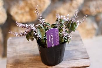 Amazon.co.jp: 西洋ニンジンボク プルプレア 3〜3.5号ポット苗 1株販売