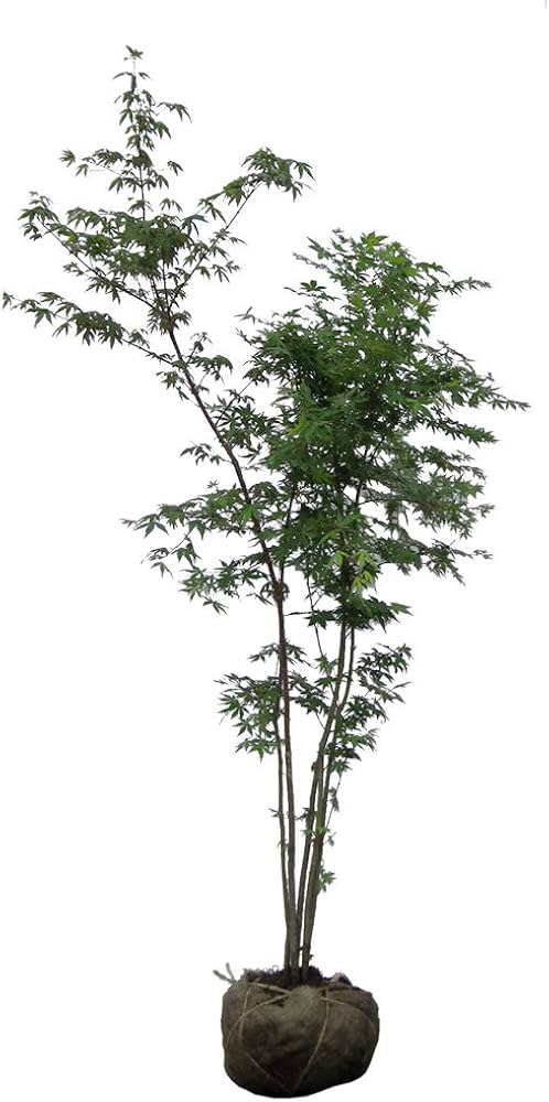 Amazon | イロハモミジ！カエデ 株立ち 樹高1.5m前後 高価な株立ち