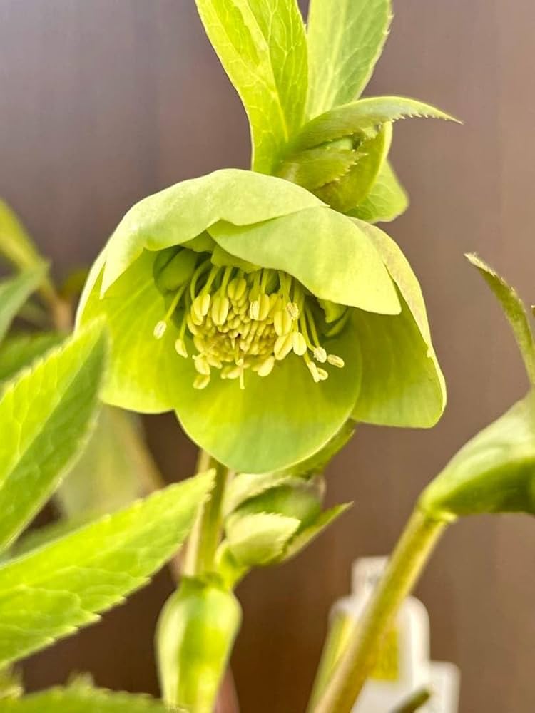 Amazon.co.jp: クリスマスローズの苗 未株分 グリーンの苗 フラッシュ