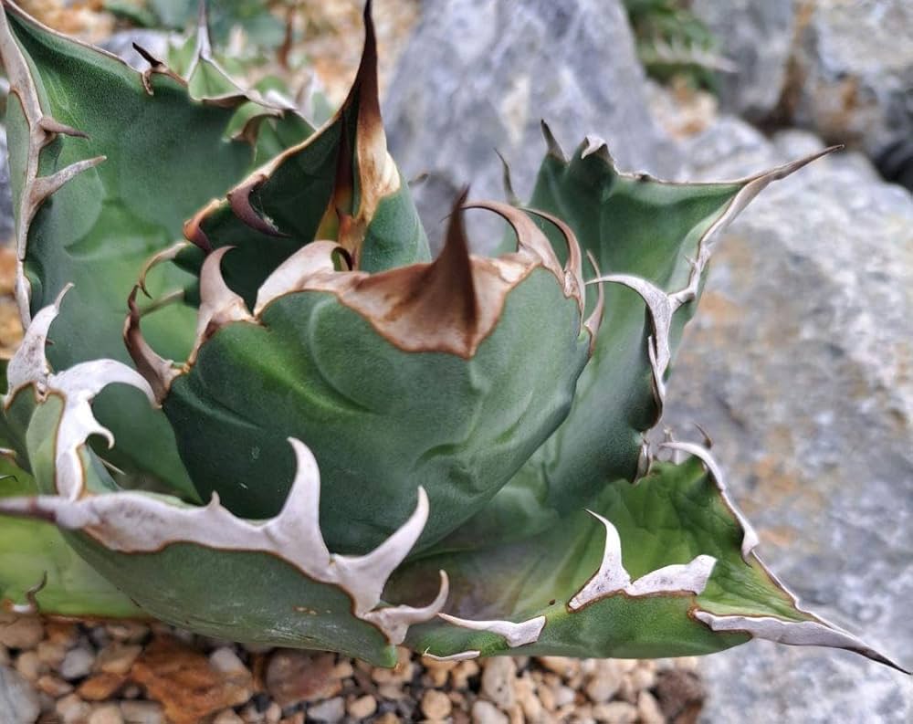 Amazon.co.jp: アガベ 姫厳竜 チタノタ 白鯨 赤猫 シーザー ハデス