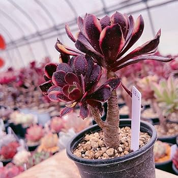 Amazon.co.jp: D！！多肉植物 スーパーバン アエオニウム 大苗 太幹