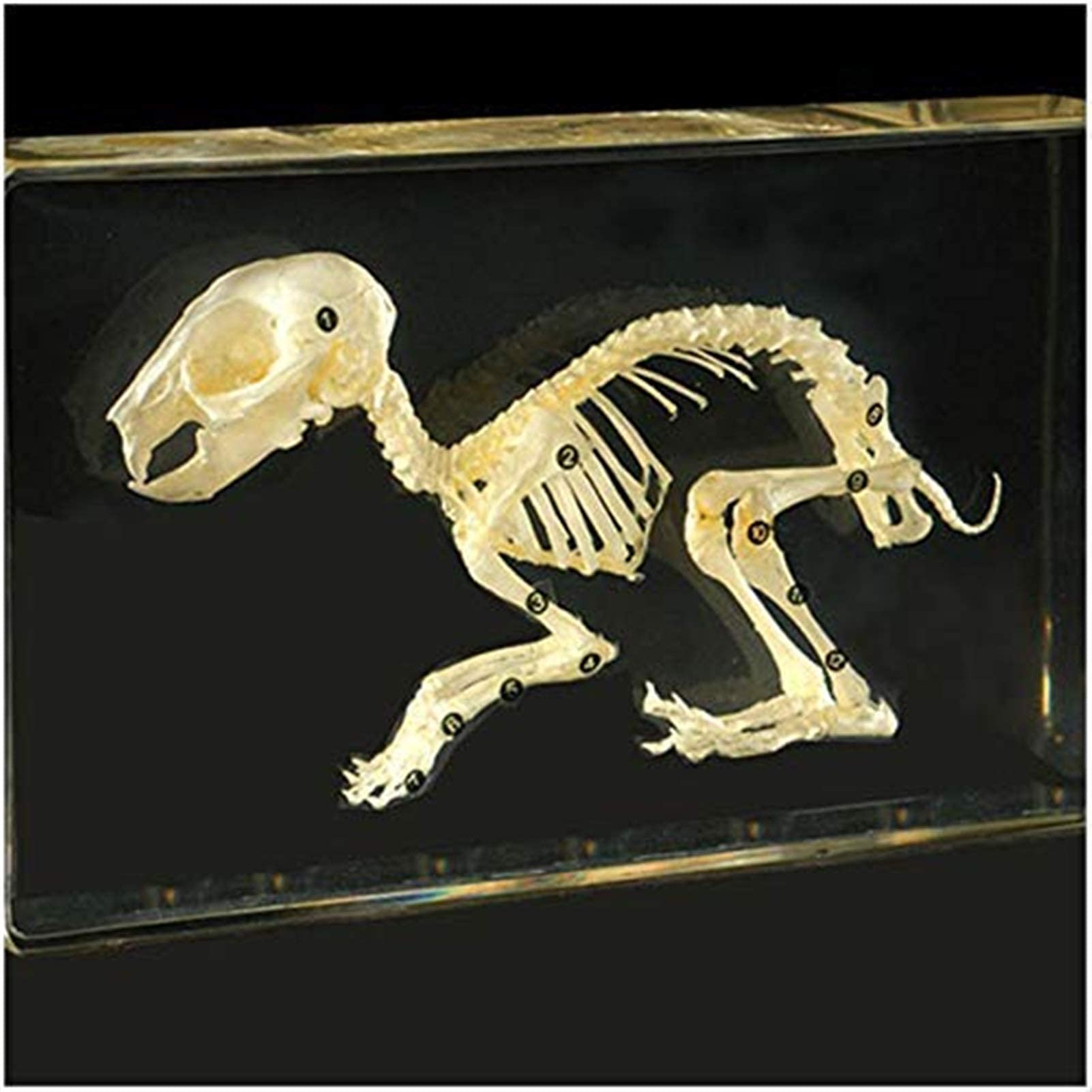 Amazon.co.jp: スタディモデル 本物のウサギの骨格標本 - ウサギの骨格