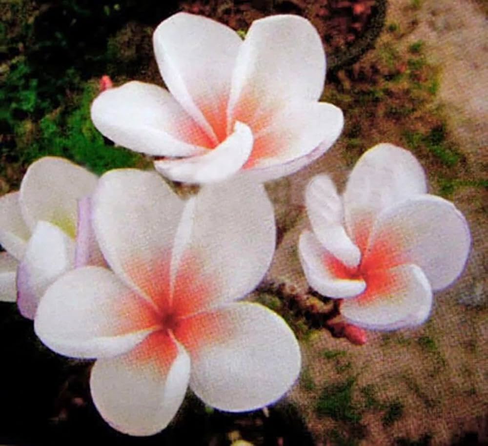 Amazon.co.jp: プルメリア 超レア品種 The sun 実生苗 T30 : DIY・工具
