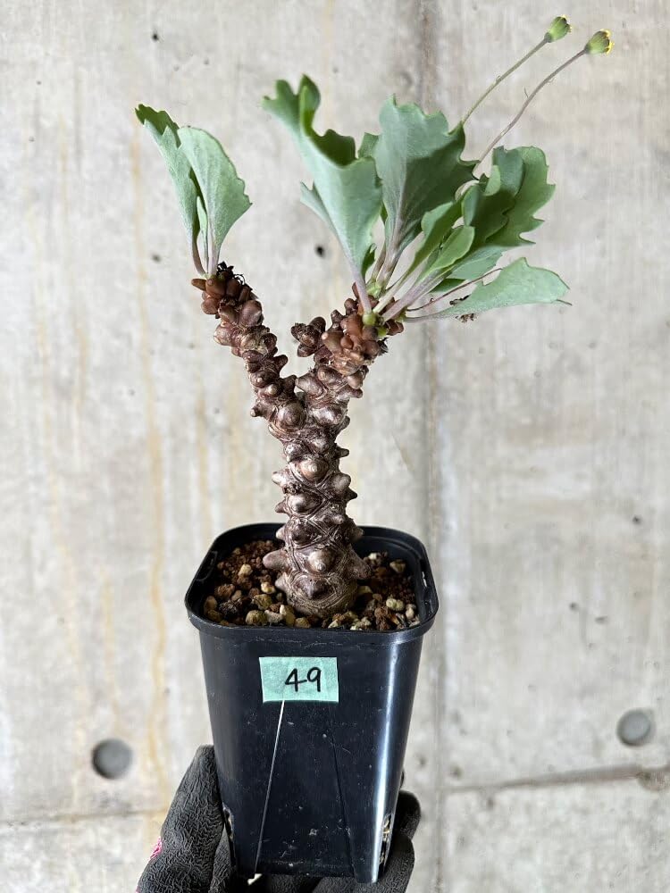 Amazon｜【現品限り】オトンナ・ヘレー 蛮鬼塔【Q49】 Othonna herrei