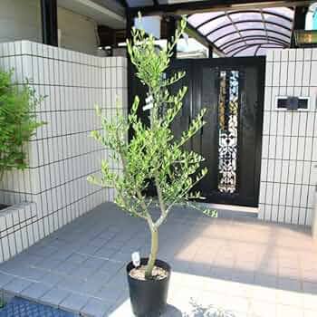 61QiPWMFz9L._AC_UF350,